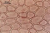 2 - Cellule della lamina in visione superficiale